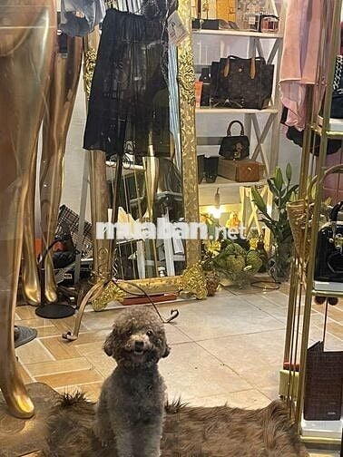 Cần sang lại shop , nhà đẹp nguyên căn .