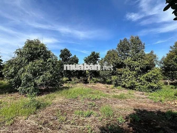 Cần bán mảnh vườn đẹp, không khí trong lành, vị trí cực kỳ tiềm năng