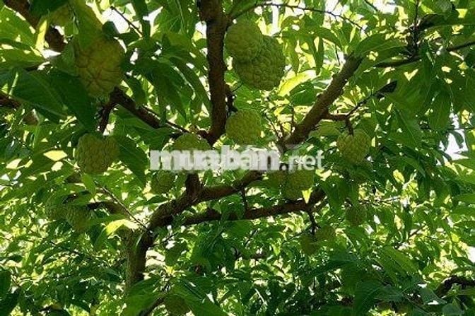 Cần bán mảnh vườn đẹp, không khí trong lành, vị trí cực kỳ tiềm năng