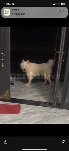 thú cưng không có thời gian chăm sóc 