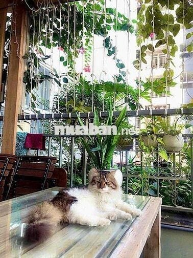 Cần bán căn hộ Samsora sân vườn giá tốt