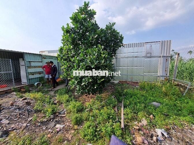 Nhà vườn hơn 1000m2 có thổ cư. Gần KCN. 190tr (1m ngang)