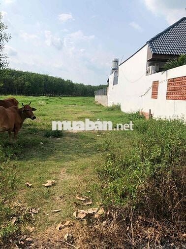 3,65ty cho lô Đất MT nhựa 8m sau chợ Xuân Thới Thượng 2/ Phan Văn Hớn