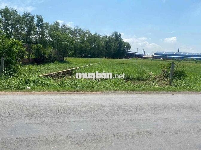 rẻ nhất khu 550m có 100m thổ 6ty sau chợ Xuân Thới Thượng đg nhựa 8m