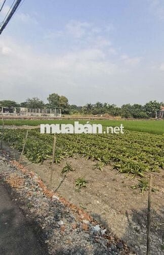 346M Đất ở Nông Thôn - Hưng Long-BC- 15x23-1.55Ty- Tặng Nhà C4