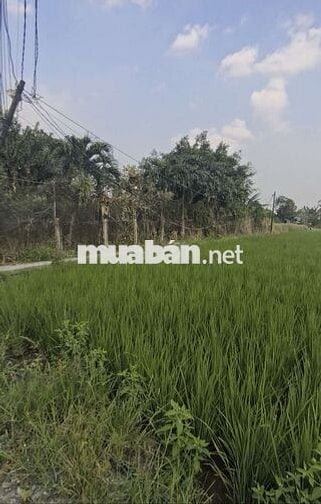 346M Đất ở Nông Thôn - Hưng Long-BC- 15x23-1.55Ty- Tặng Nhà C4