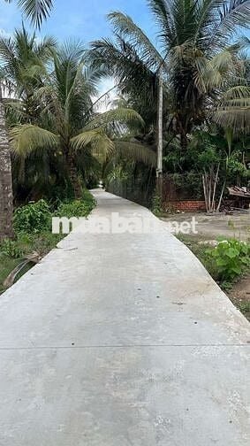 Đất vườn dừa đang cho trái xã An Ngãi Trung, Ba Tri