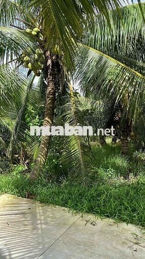Đất vườn dừa đang cho trái xã An Ngãi Trung, Ba Tri