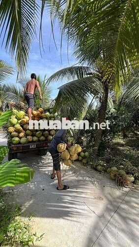 Đất vườn dừa đang cho trái xã An Ngãi Trung, Ba Tri