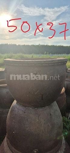 chậu gốm cây cảnh trồng sân vườn, văn phòng