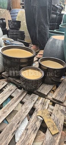 chậu gốm cây cảnh trồng sân vườn, văn phòng