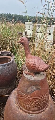 chậu gốm cây cảnh trồng sân vườn, văn phòng