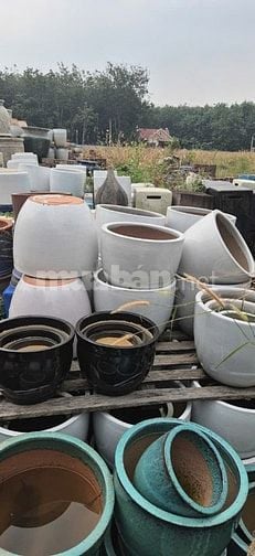 chậu gốm cây cảnh trồng sân vườn, văn phòng