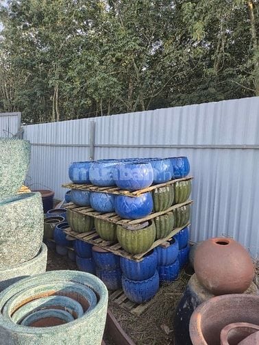 chậu gốm cây cảnh trồng sân vườn, văn phòng