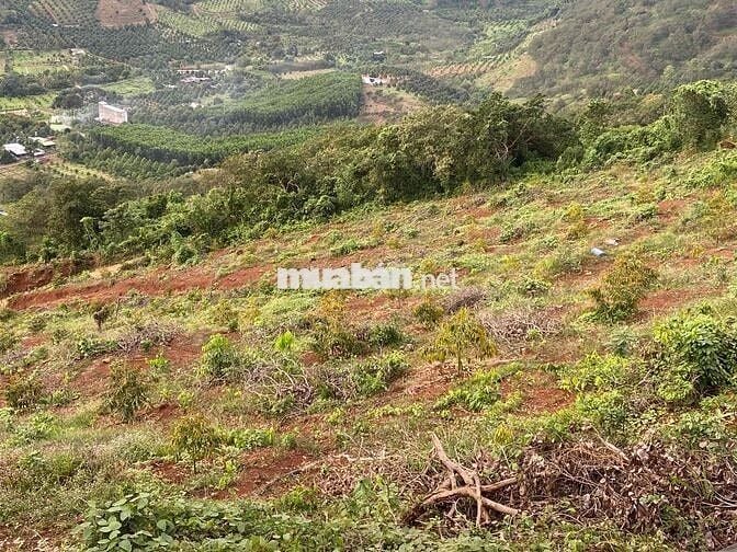 cần bán rẫy 250 cây sầu thái 1 năm  mặt tiền bê tông lớn