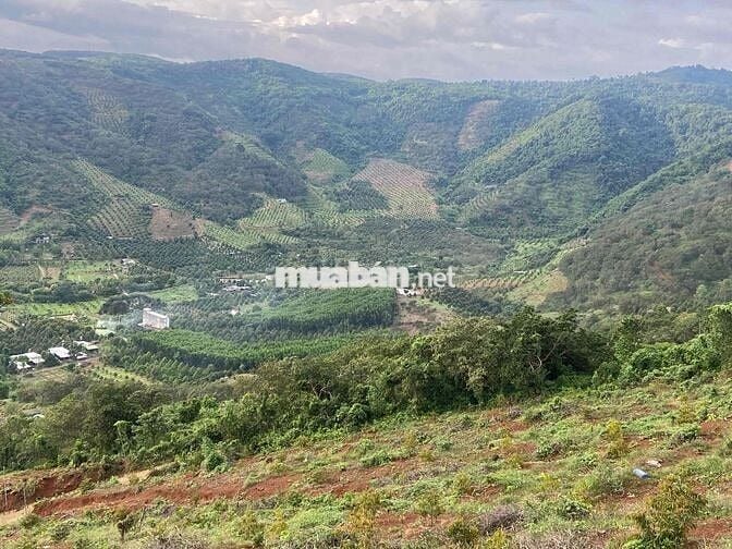 cần bán rẫy 250 cây sầu thái 1 năm  mặt tiền bê tông lớn