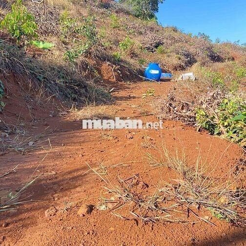 cần bán rẫy 250 cây sầu thái 1 năm  mặt tiền bê tông lớn