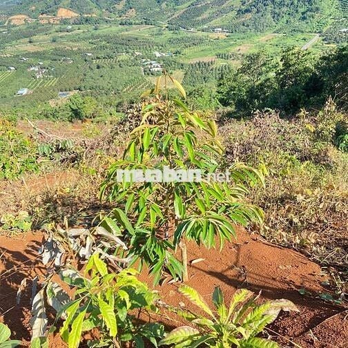 cần bán rẫy 250 cây sầu thái 1 năm  mặt tiền bê tông lớn