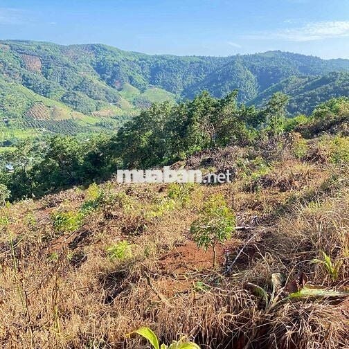 cần bán rẫy 250 cây sầu thái 1 năm  mặt tiền bê tông lớn