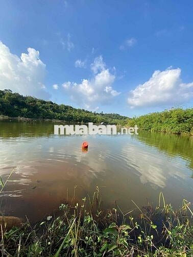 cần bán rẫy 250 cây sầu thái 1 năm  mặt tiền bê tông lớn