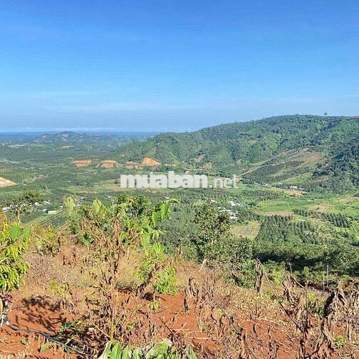 cần bán rẫy 250 cây sầu thái 1 năm  mặt tiền bê tông lớn