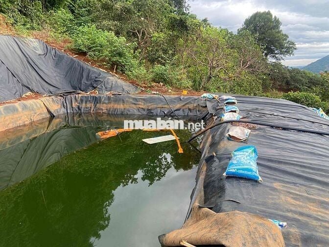 cần bán rẫy 250 cây sầu thái 1 năm  mặt tiền bê tông lớn