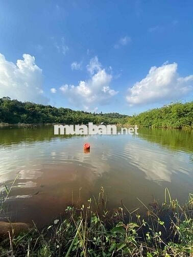 cần bán rẫy 250 cây sầu thái 1 năm  mặt tiền bê tông lớn