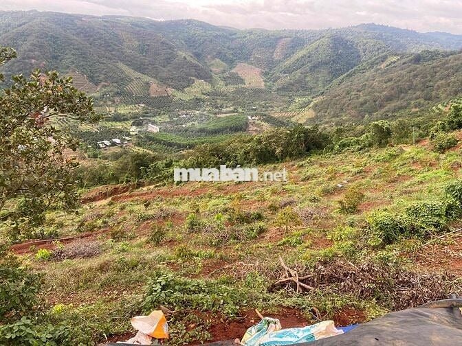 cần bán rẫy 250 cây sầu thái 1 năm  mặt tiền bê tông lớn