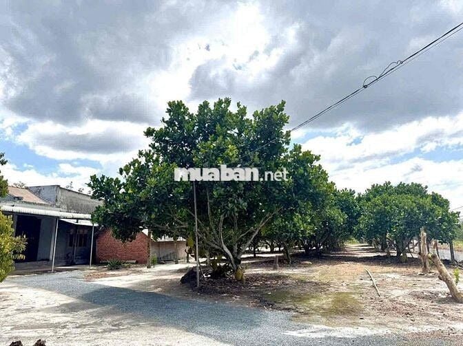 ⚡ Giá Sốc 300tr: 1.500m² Vườn Mít Đẹp, Đường Rộng, Sổ Rõ Ràng