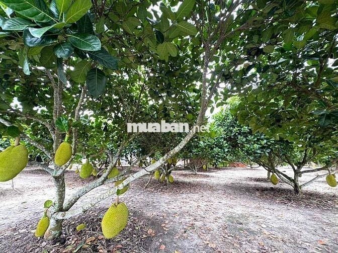 ⚡ Giá Sốc 300tr: 1.500m² Vườn Mít Đẹp, Đường Rộng, Sổ Rõ Ràng