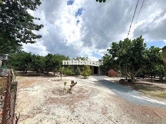 ⚡ Giá Sốc 300tr: 1.500m² Vườn Mít Đẹp, Đường Rộng, Sổ Rõ Ràng