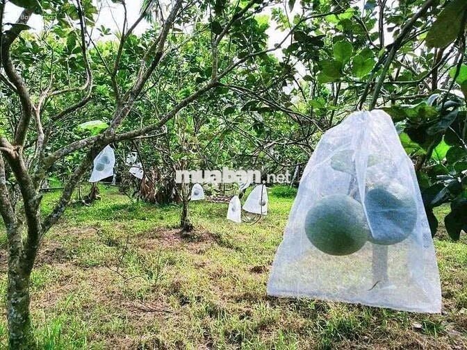 🌳 BÁN ĐẤT 2100m2 GIÁ 452TR TẠI MINH HƯNG – CHƠN THÀNH🌳