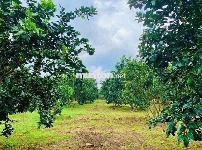 🌳 BÁN ĐẤT 2100m2 GIÁ 452TR TẠI MINH HƯNG – CHƠN THÀNH🌳