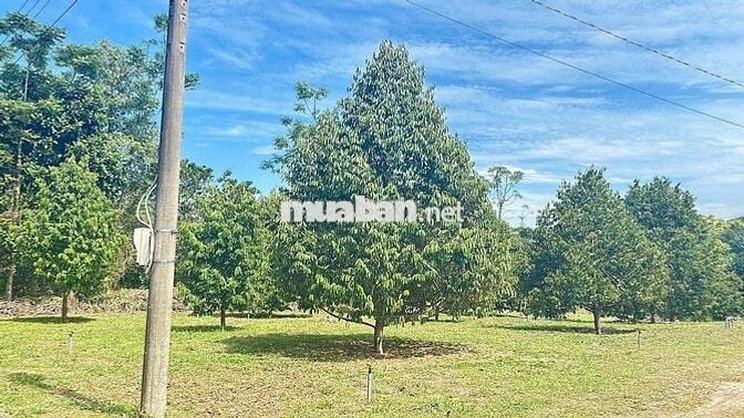 CHỈ 245 TRIỆU - SỞ HỮU NGAY ĐẤT VƯỜN CỰC CHILL