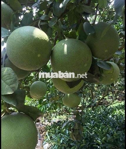 🌳 BÁN ĐẤT 2100m2 GIÁ 452TR TẠI MINH HƯNG – CHƠN THÀNH🌳