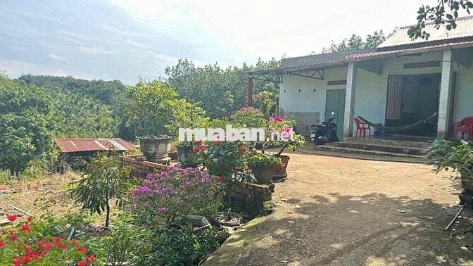 CHỈ 245 TRIỆU - SỞ HỮU NGAY ĐẤT VƯỜN CỰC CHILL