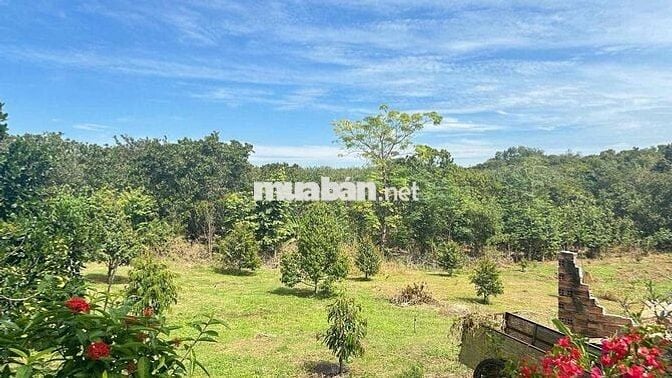 CHỈ 245 TRIỆU - SỞ HỮU NGAY ĐẤT VƯỜN CỰC CHILL