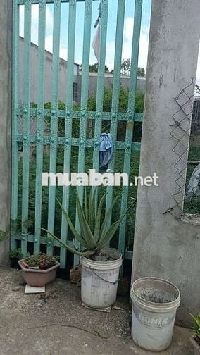 Bán đất Ấp Mới 2, đường Gò Hưu, xã Mỹ Hạnh Nam, Long An.