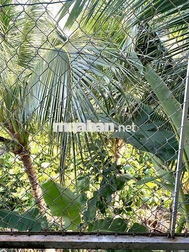 Cần bán nhà Chính chủ - 4.2x18m (DTSD: 4.2x28m) Châu Đốc giá 1T8 TL