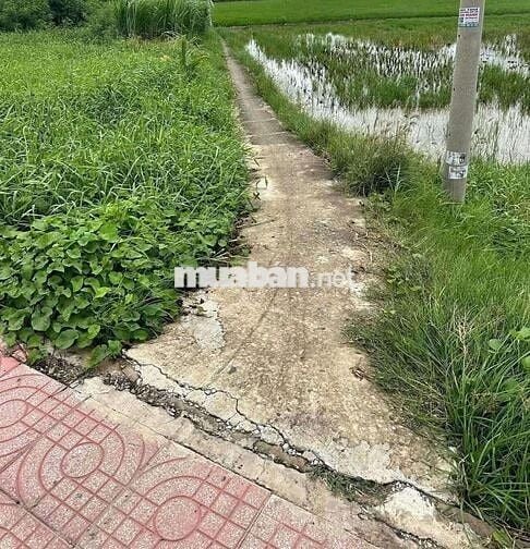 Cần bán nhanh 902mv đất lúa Long Phụng, Cần Giuộc (chính chủ)