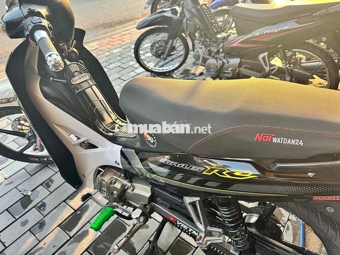 sirus zin kiểng đẹp