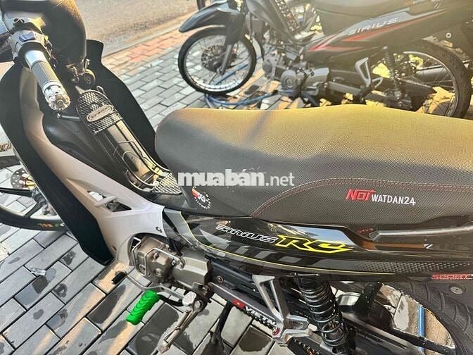 sirus zin kiểng đẹp