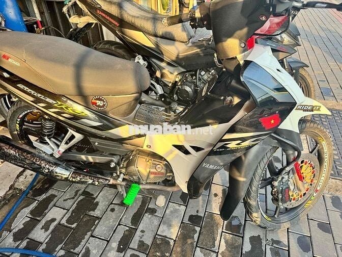 sirus zin kiểng đẹp