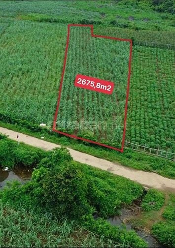 cần bán lô đất trồng cây hàng năm tổng dt 2675,8m2 giá bán 386tr 