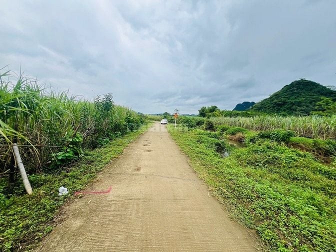 cần bán lô đất trồng cây hàng năm tổng dt 2675,8m2 giá bán 386tr 