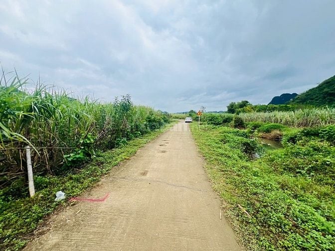 cần bán lô đất trồng cây hàng năm tổng dt 2675,8m2 giá bán 386tr 