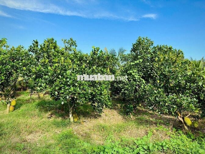 ĐÁT GIÁP HỒ TRỊ AN LA NGÀ ĐỒNG NAI