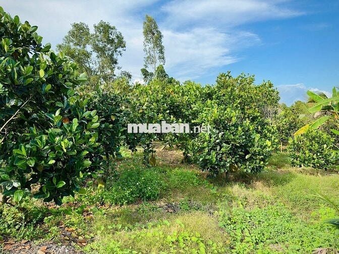 ĐÁT GIÁP HỒ TRỊ AN LA NGÀ ĐỒNG NAI