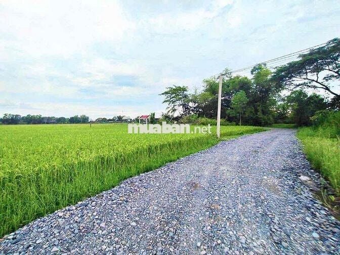 Đất Đức Hoà Thượng 5x22m giá 520tr