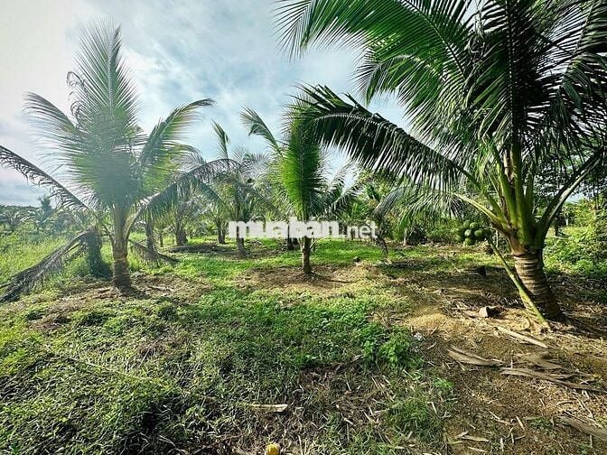 ĐÁT GIÁP HỒ TRỊ AN LA NGÀ ĐỒNG NAI